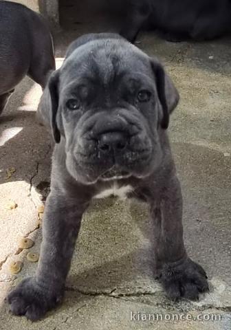 Magnifique chiot cane corso mâle a donner 