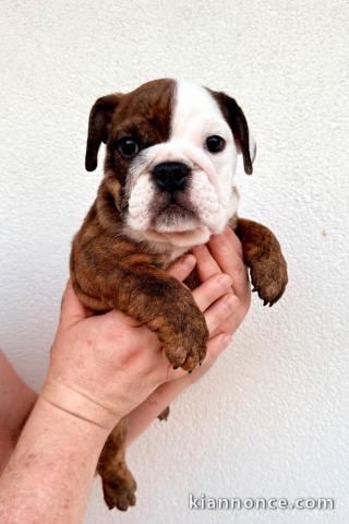 chiots bulldog anglais mâle a donner 