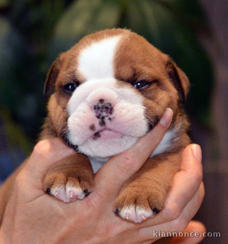 Magnifique chiots bulldog anglais à place 