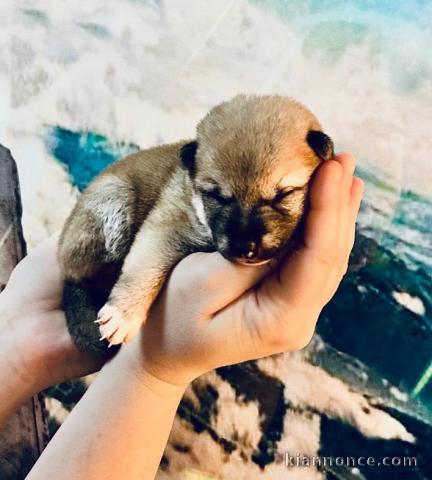 Je donne chiot Shiba disponible 