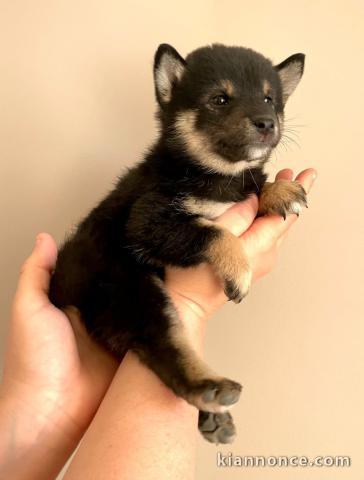 À partir chiot Shiba disponible 