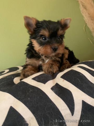 Je donne chiot Yorkshire terrier disponible 