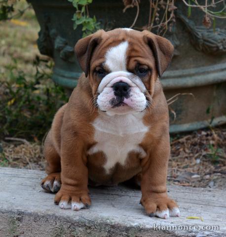 Magnifique chiots bulldog anglais femelle 
