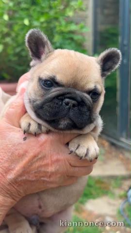 Adoption chiots bouledogue français 