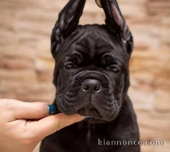 Cane Corso – Nouvelle portée
