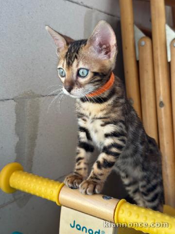 Bengale disponible pour adoption 
