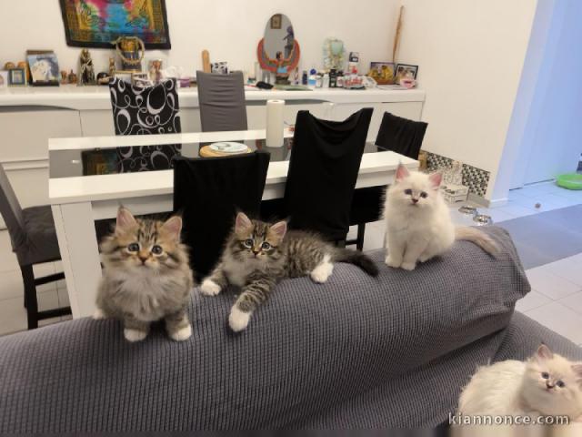 Chaton sibérien disponible pour adoption 