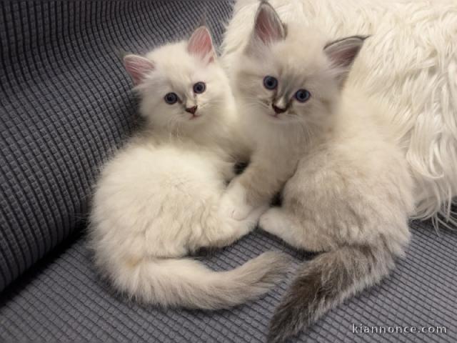 Chatons adorable disponible sibérien 