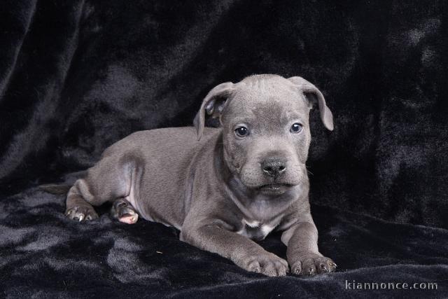 Adorable chiot staffie à place 