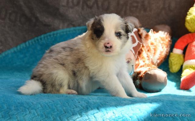 Chiots berger australien pour adoption 