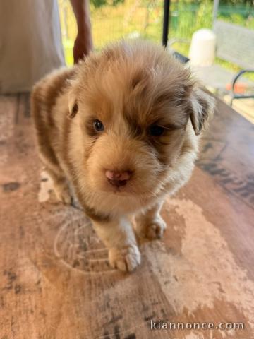 Berger australien pour adoption 