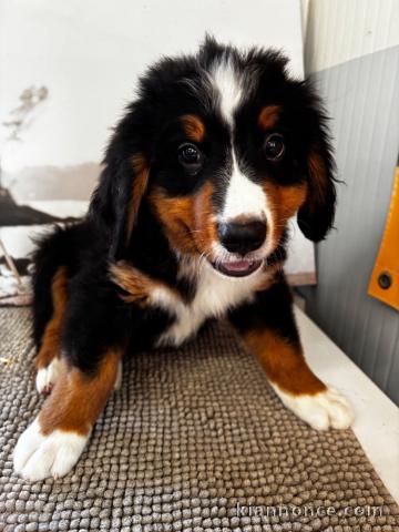 Magnifique chiots bouvier bernois disponible 