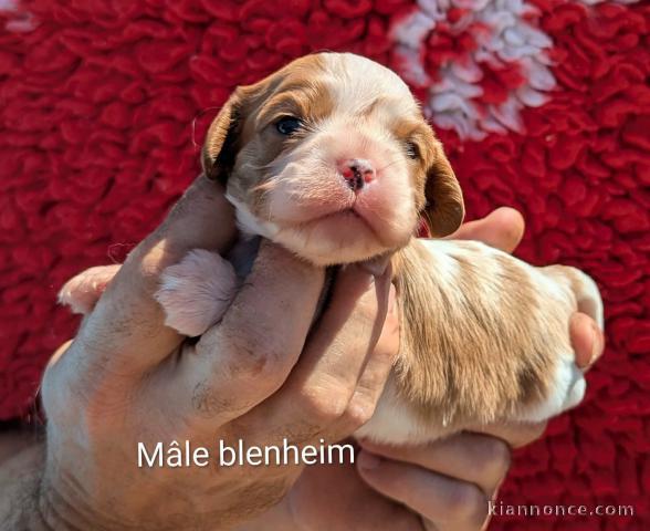 Chiot cavalier king Charles mâle 