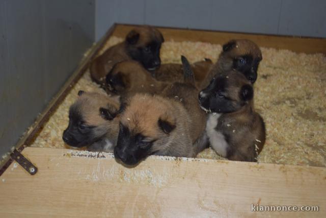 chiots berger belge disponible 