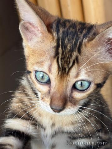 Annonces chaton Bengal disponible à cédé 