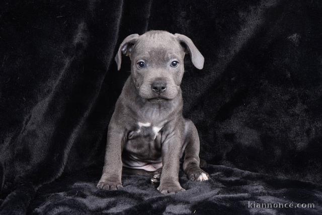 Je donne chiot staffie disponible 
