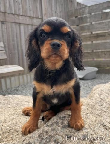 Je donne chiot cavalier king Charles mâle 