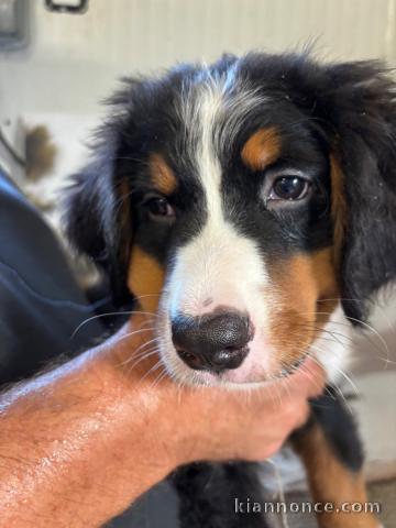 Je donne chiot bouvier bernois disponible 