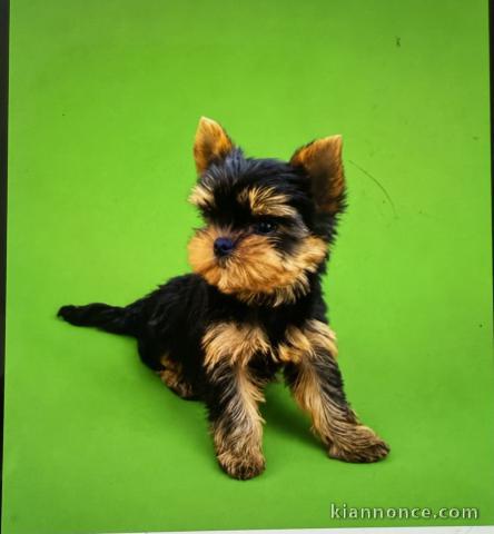Je donne chiot Yorkshire femelle 