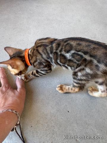 Bébé chaton Bengal mâle a place 