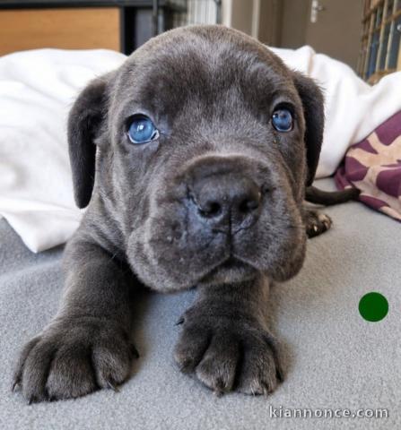Je donne chiot cane Corso disponible 