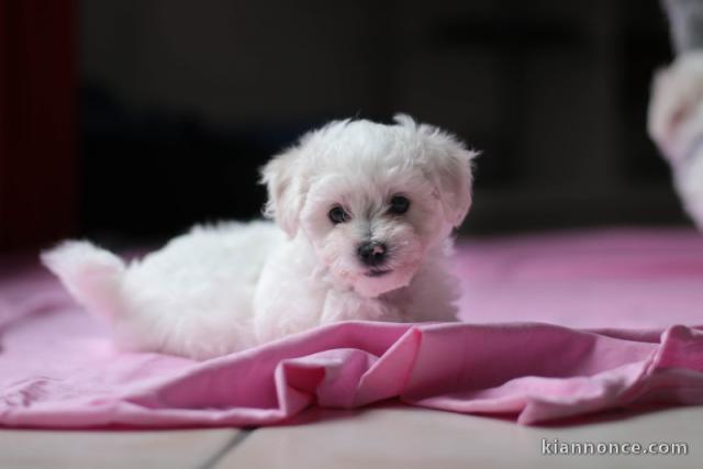 Je donne chiot bichon frisé 