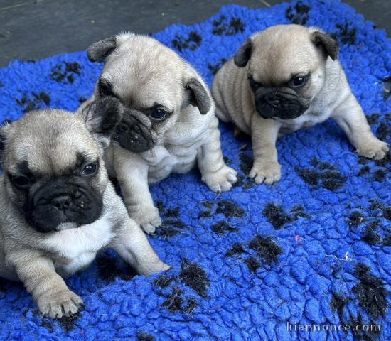 Adoption chiots bouledogue français 