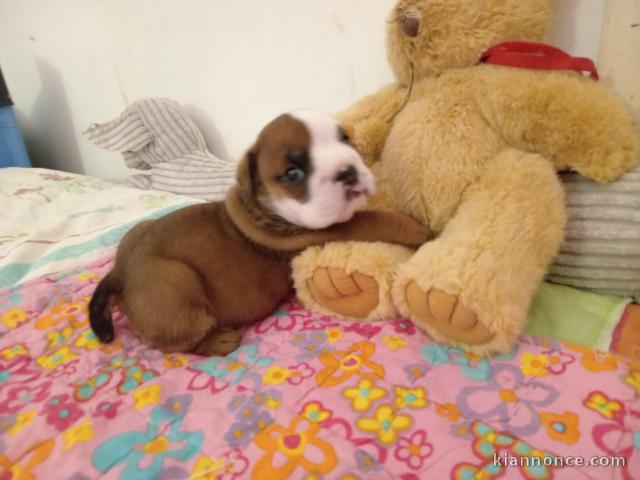 Bébé chiot bulldog anglais mâle 