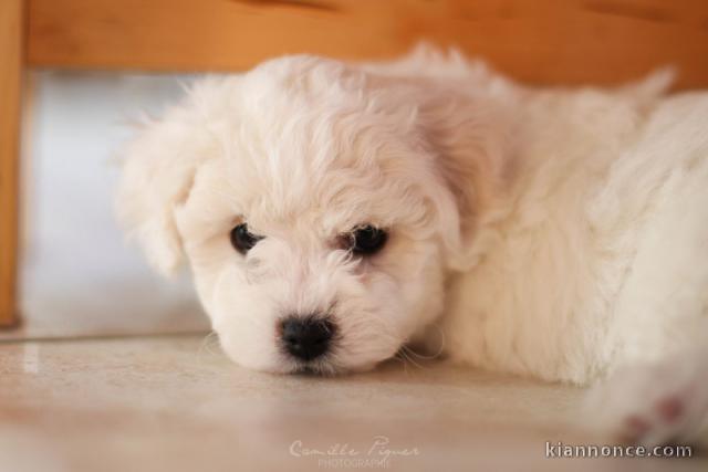 Je donne chiot bichon frisé 
