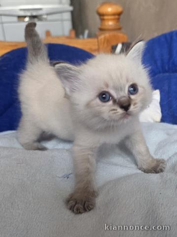Ragdoll disponible pour adoption 
