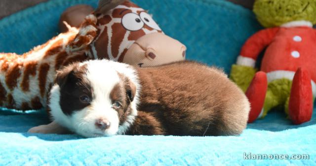 Je donne chiot berger australien 