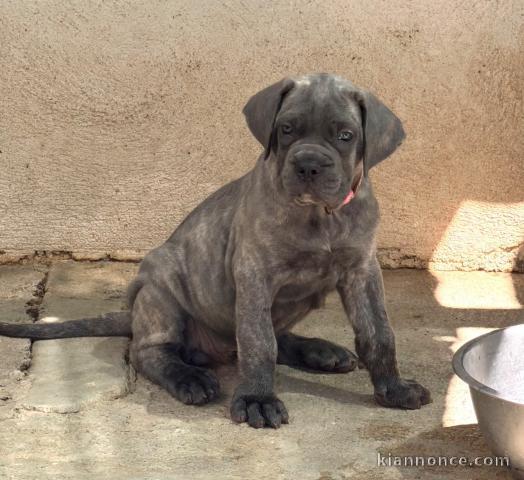 Je donne chiot cane corso disponible 