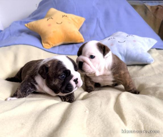 Adorable chiot bulldog anglais mâle et femelle 