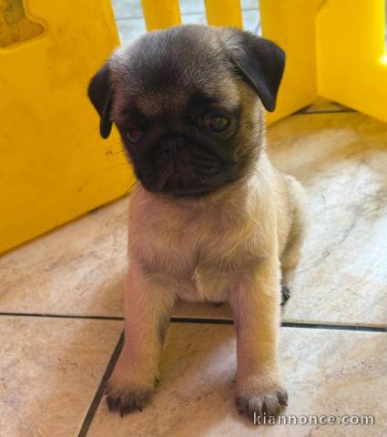Je donne chiot carlin mâle 