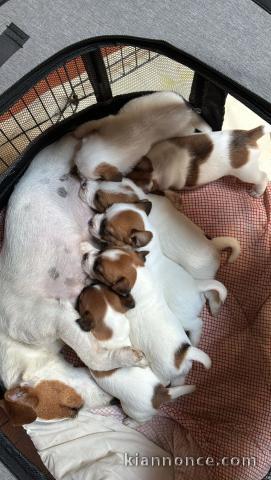 Je donne chiot jack Russel disponible 