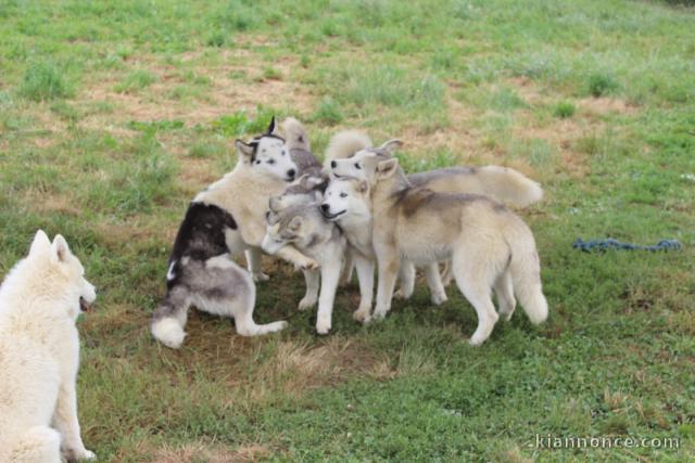 Annonces chiot husky sibérien disponible 