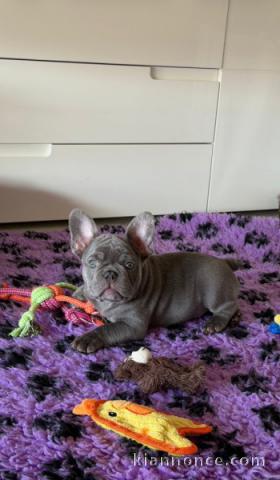 Je donne chiot bouledogue français 
