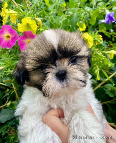 Je donne chiot Shih Tzu disponible 
