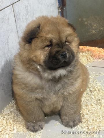 Je donne chiot chow-chow disponible 