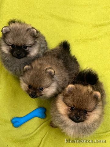 Annonces chiot spitz allemand 