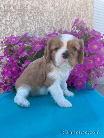 Je donne chiot cavalier king Charles mâle 