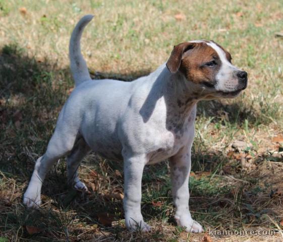 Je donne chiot staffie disponible 
