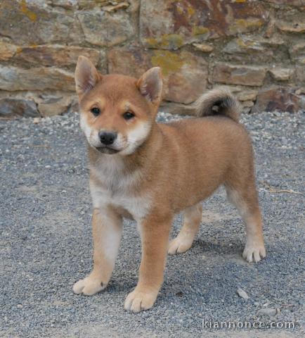 À adopter chiots Shiba disponible 