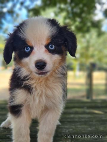 Je donne chiot berger australien 