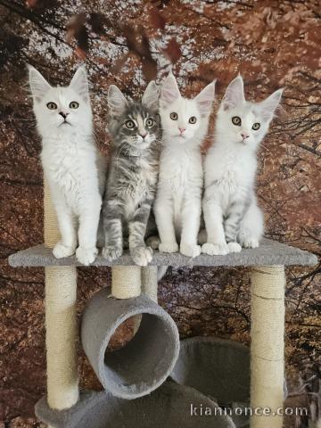 Magnifique chaton Maine coon disponible 