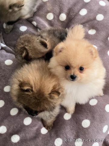 Dons chiots spitz allemand disponible 