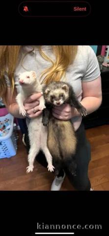 Furets pour adoption 