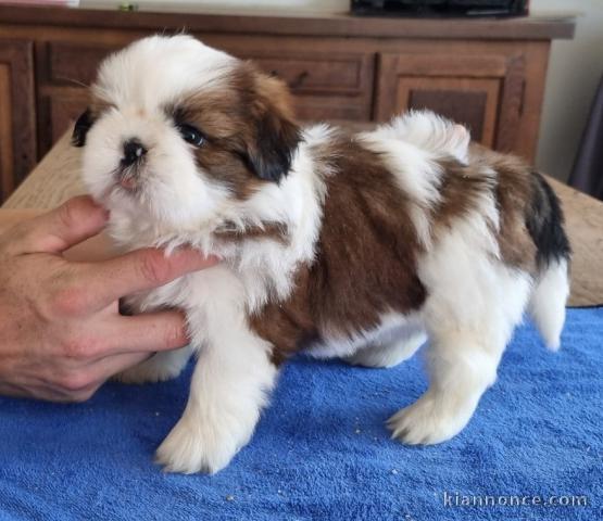 Adorable chiot Shih Tzu disponible 