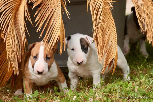 Magnifique chiots bull de terrier disponible pour adoption 