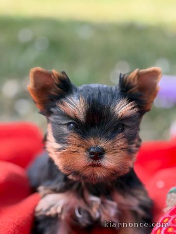 Je donne chiot Yorkshire femelle 
